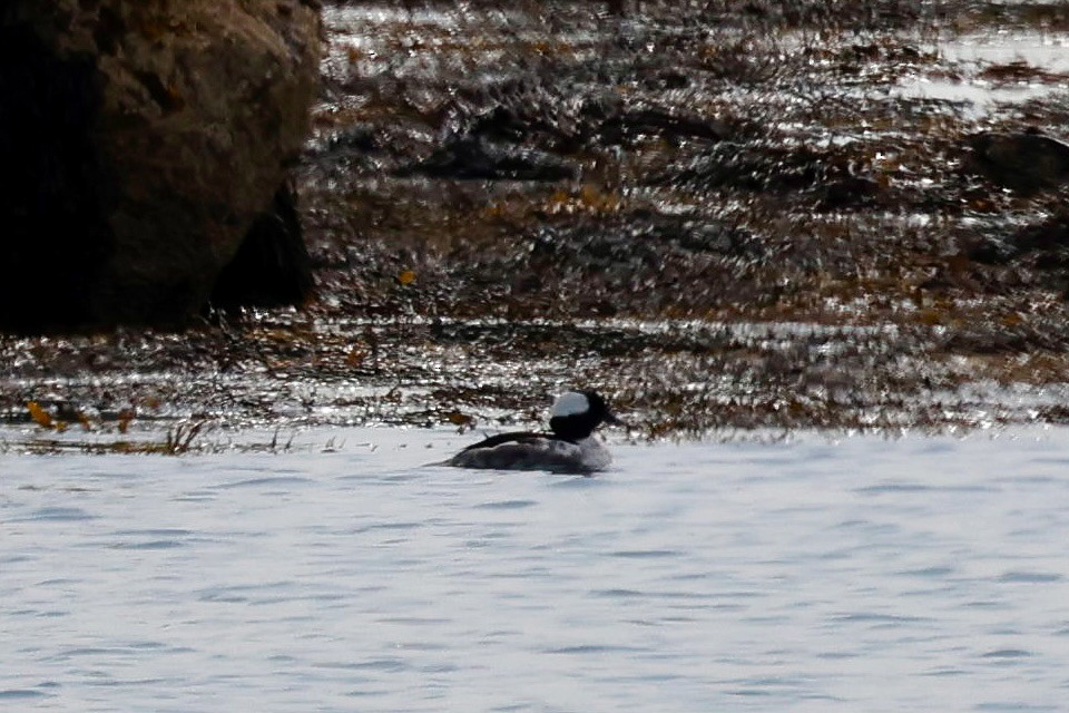 Bufflehead - ML637498619