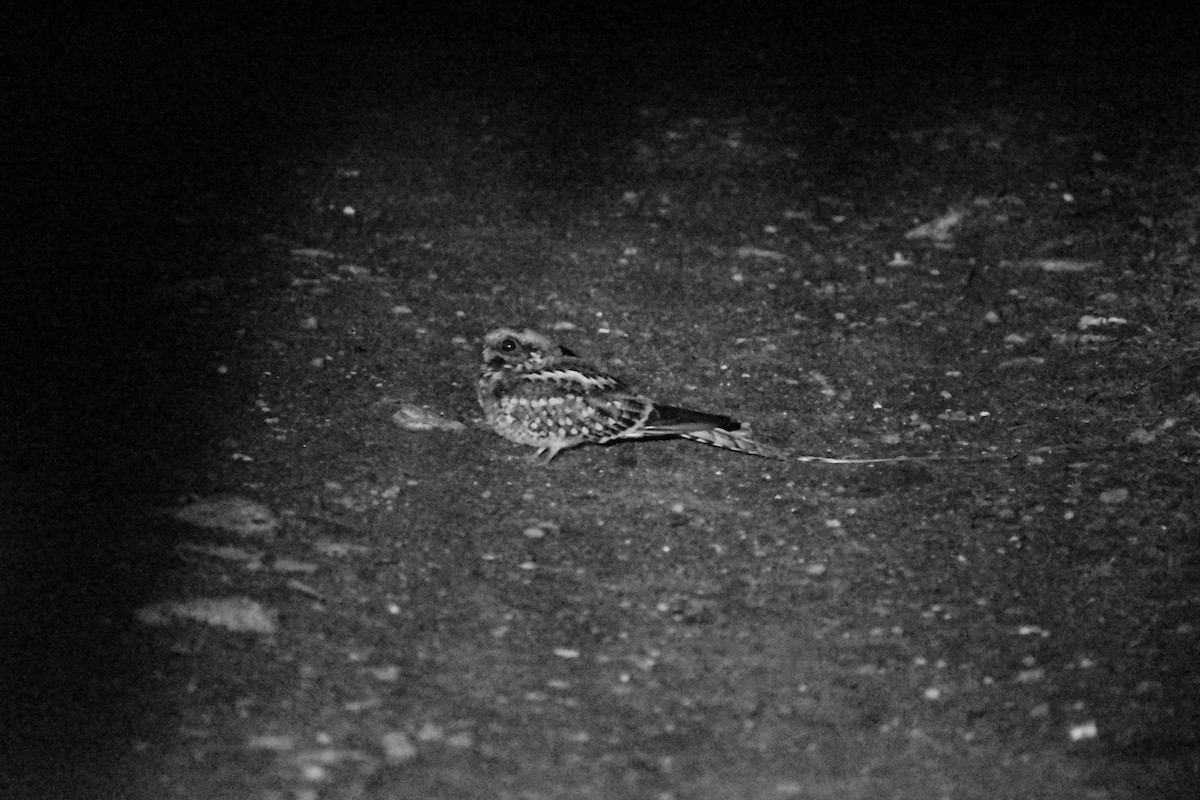 Scissor-tailed Nightjar - ML637498634