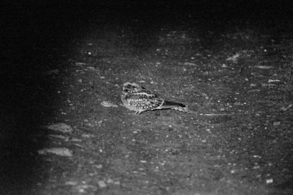 Scissor-tailed Nightjar - ML637498635