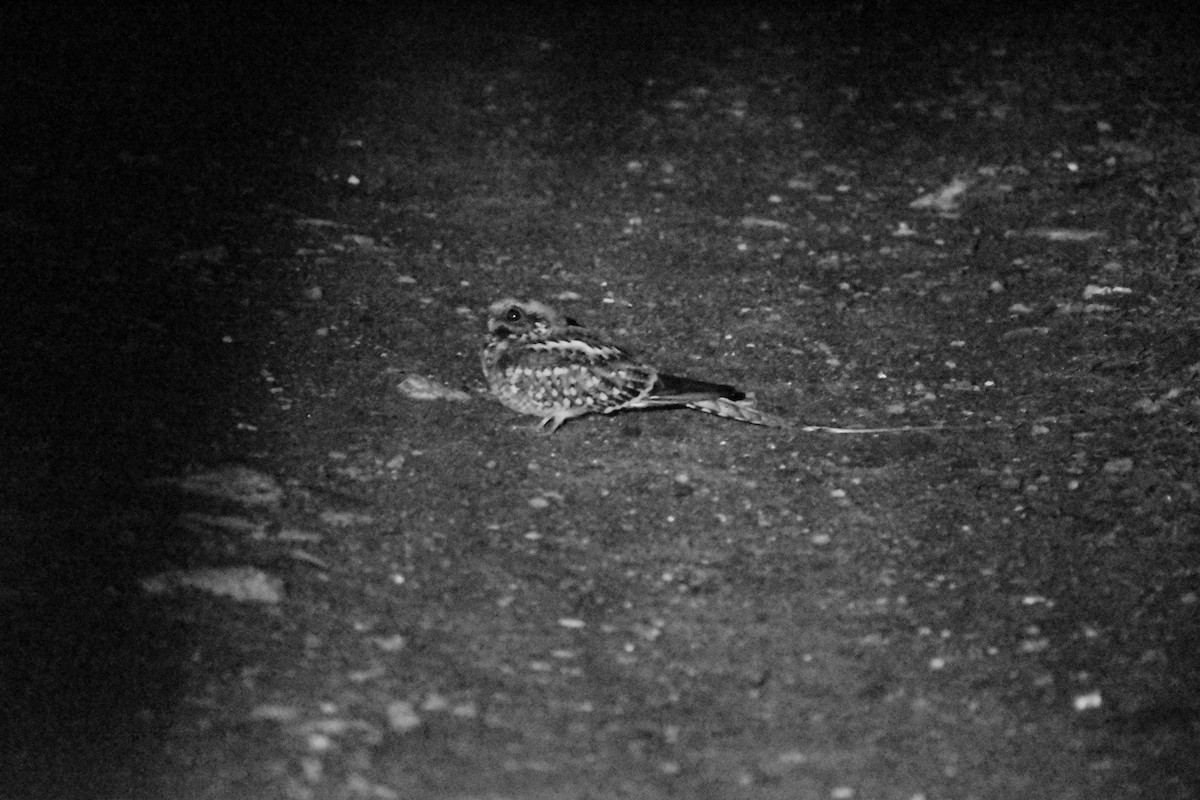 Scissor-tailed Nightjar - ML637498636