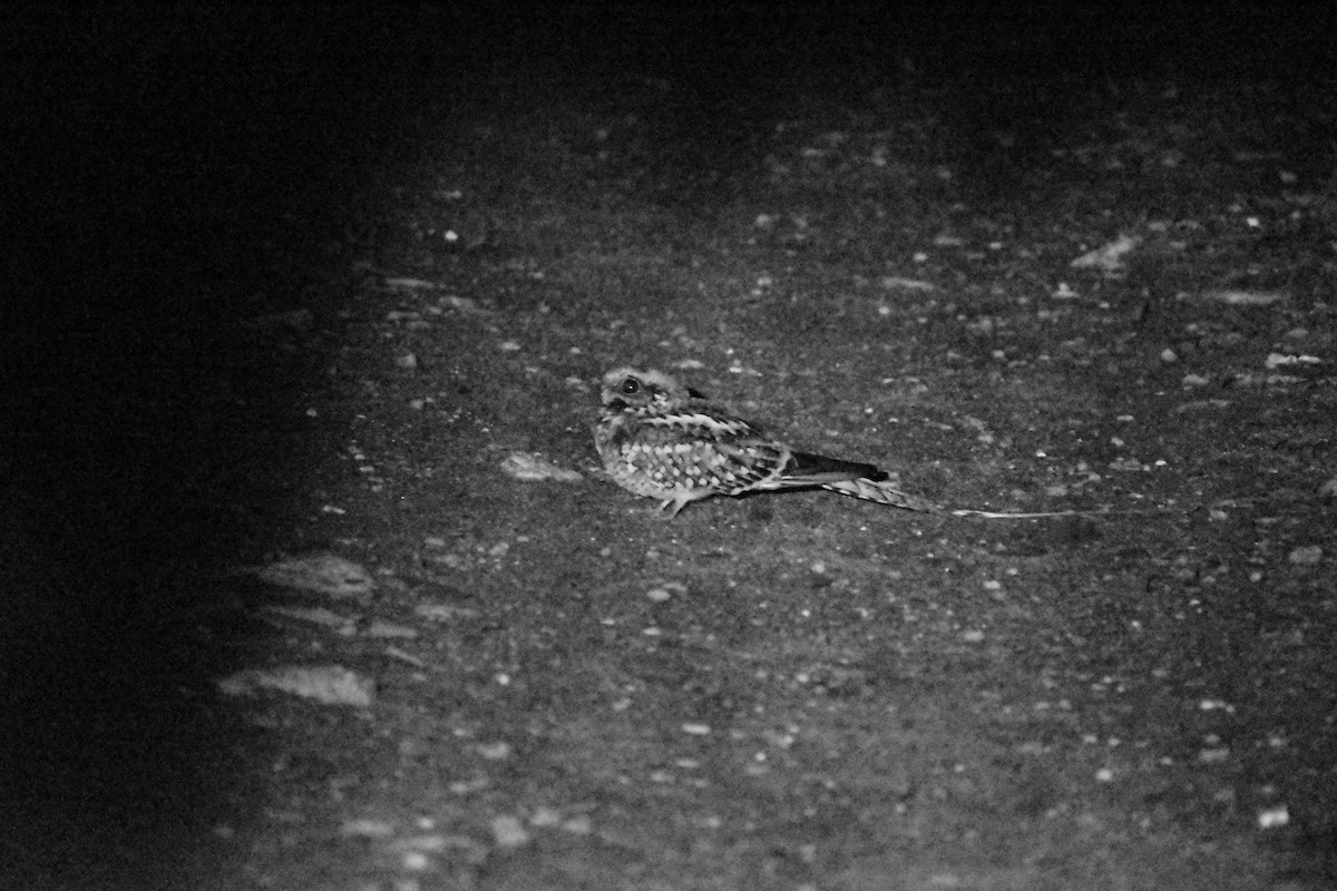 Scissor-tailed Nightjar - ML637498637