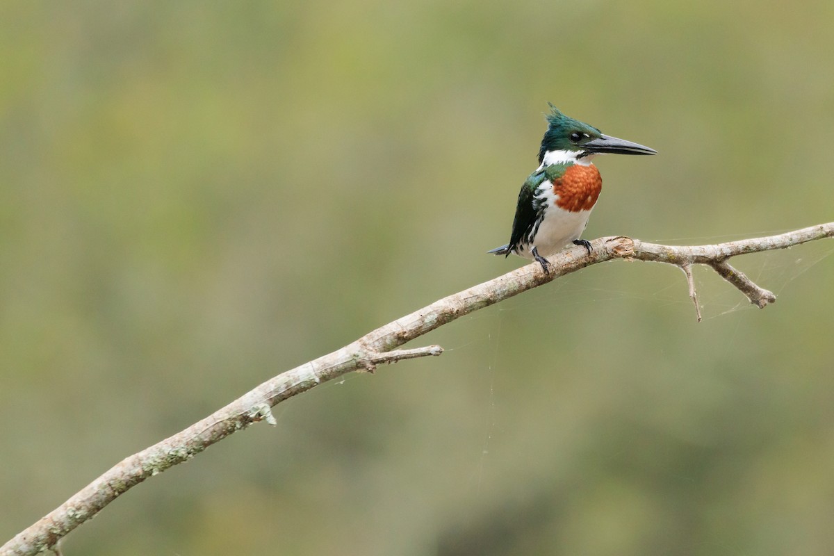 Amazon Kingfisher - ML637498752