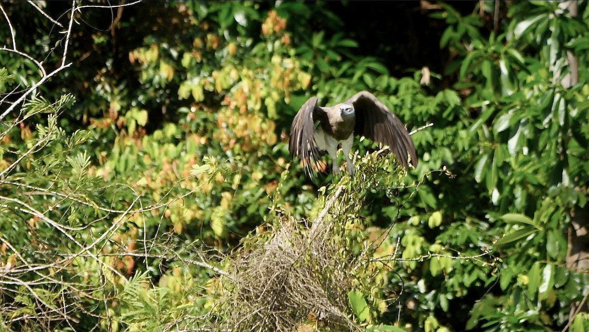 Gray-headed Fish-Eagle - ML637498805