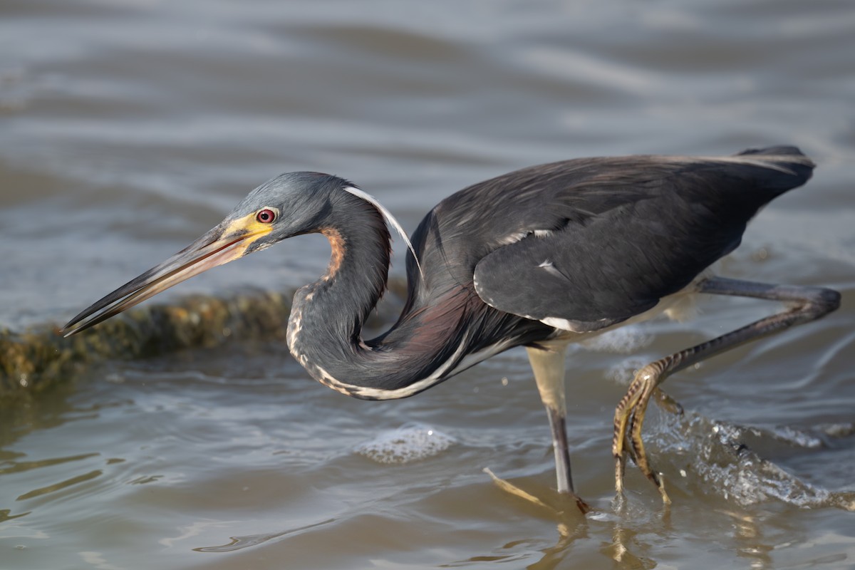Tricolored Heron - ML637498815