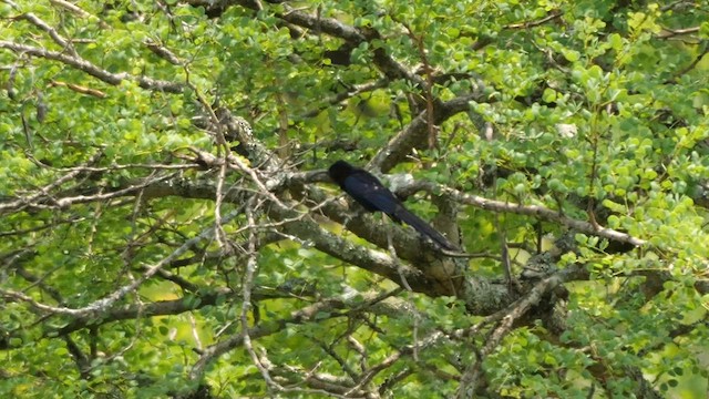 Common Scimitarbill - ML637498826