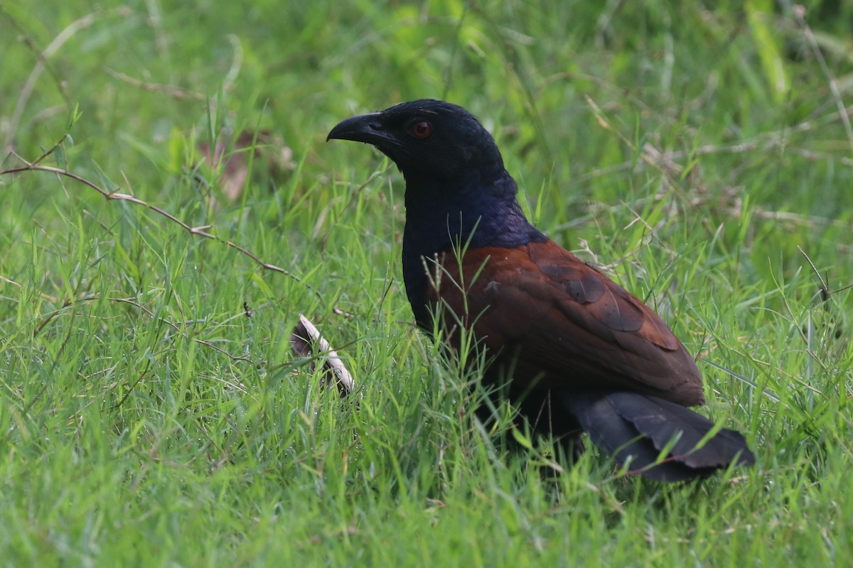 Greater Coucal - ML637498846