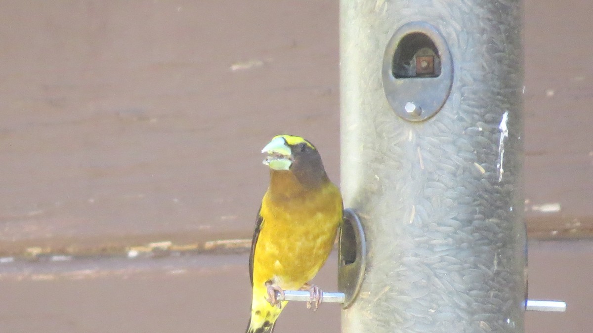 Evening Grosbeak - ML637498892