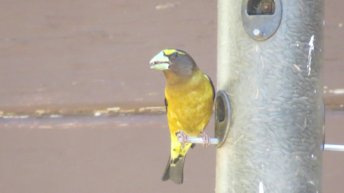Evening Grosbeak - ML637498893