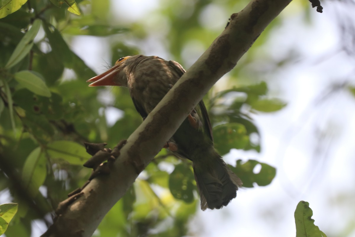 Lineated Barbet - ML637498931