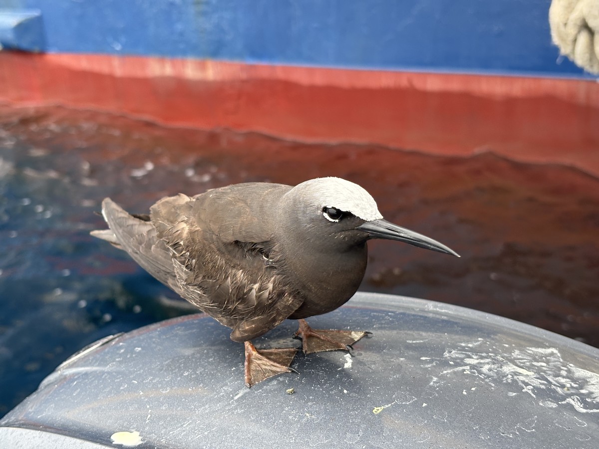 Black Noddy - ML637498992
