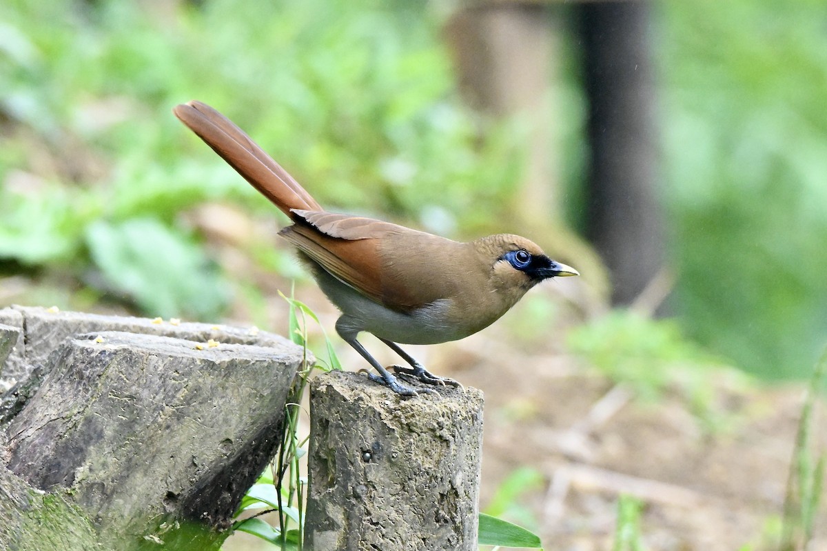 Buffy Laughingthrush - ML637499012