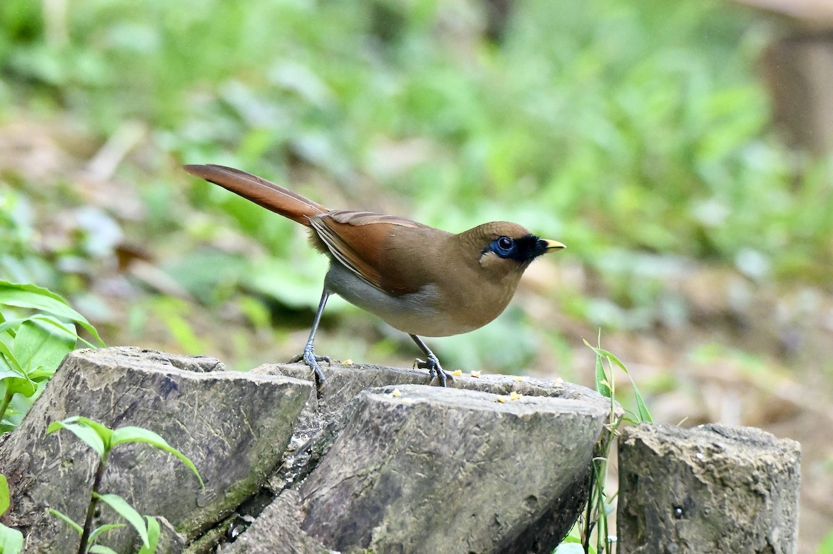 Buffy Laughingthrush - ML637499020