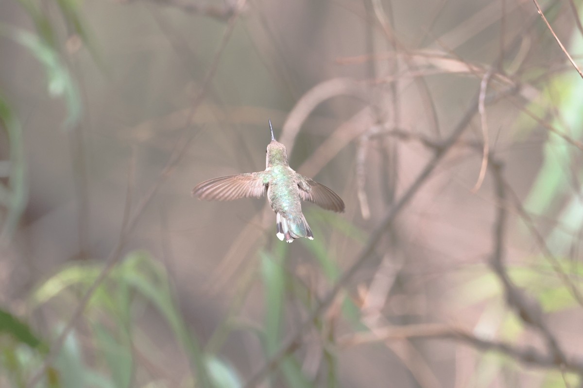 Black-chinned Hummingbird - ML637499058