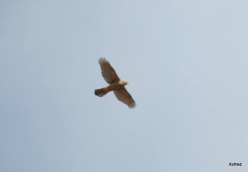 Eurasian Goshawk - ML637499084