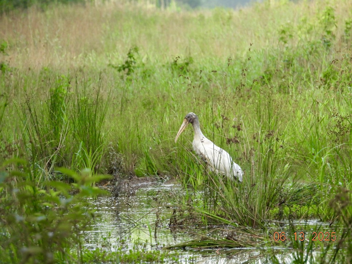 Wood Stork - ML637499112