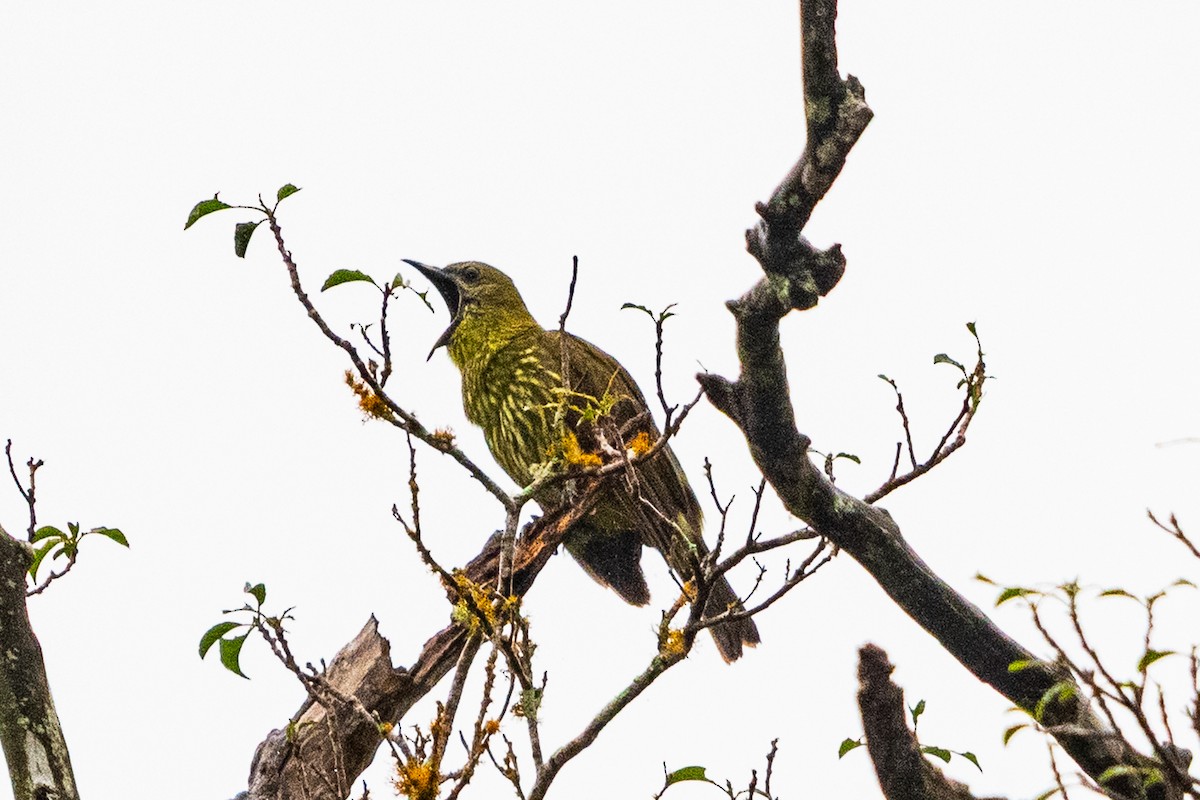 Three-wattled Bellbird - ML637499143