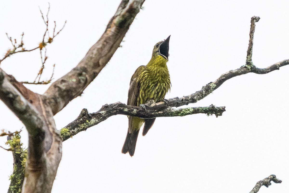 Three-wattled Bellbird - ML637499145