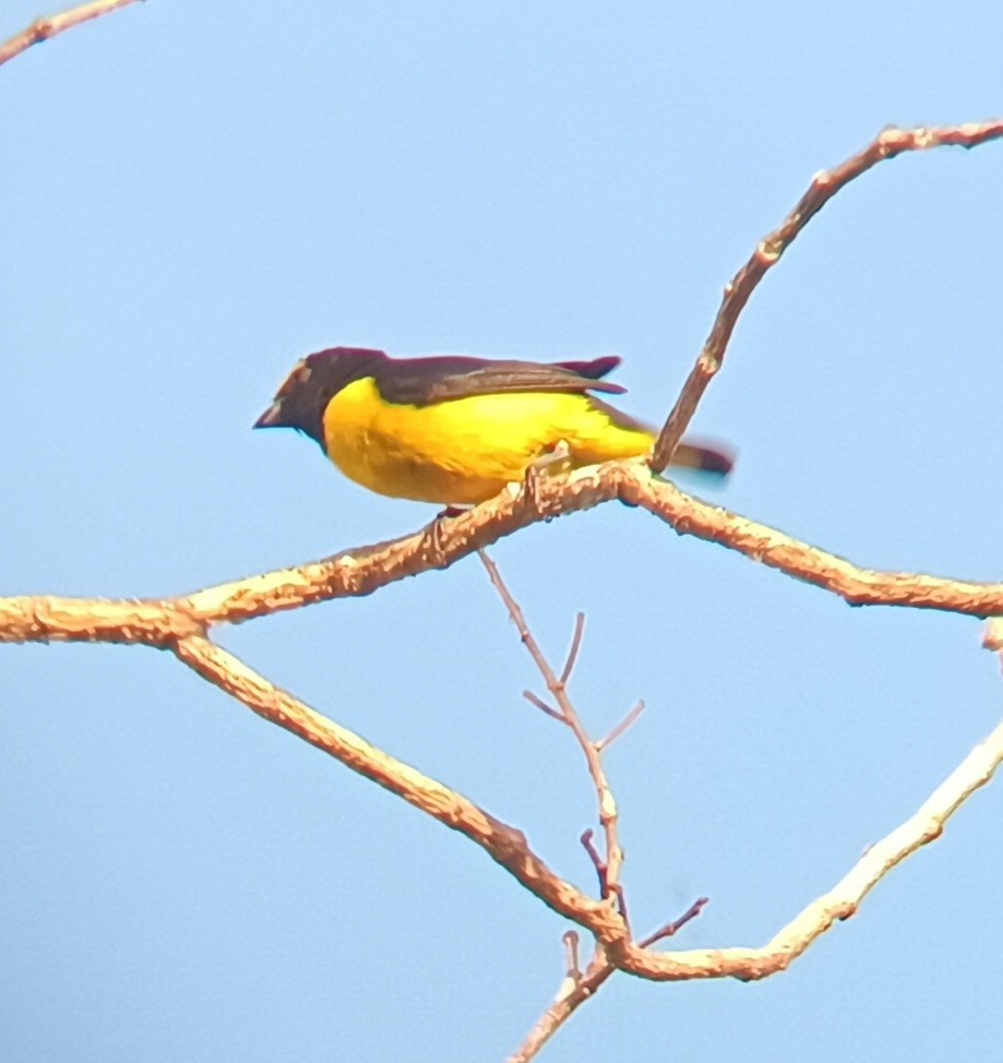 Scrub Euphonia - ML637499159