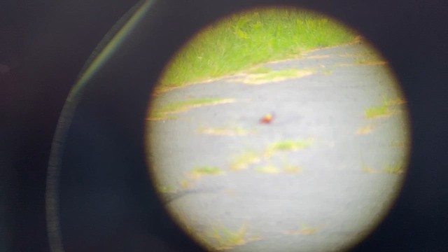 Passerin nonpareil - ML637499231