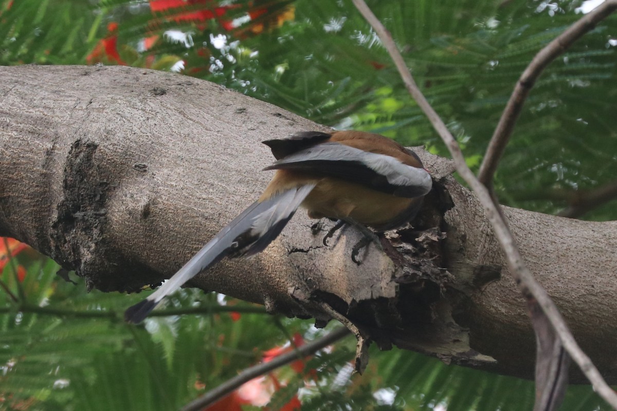 Rufous Treepie - ML637499238