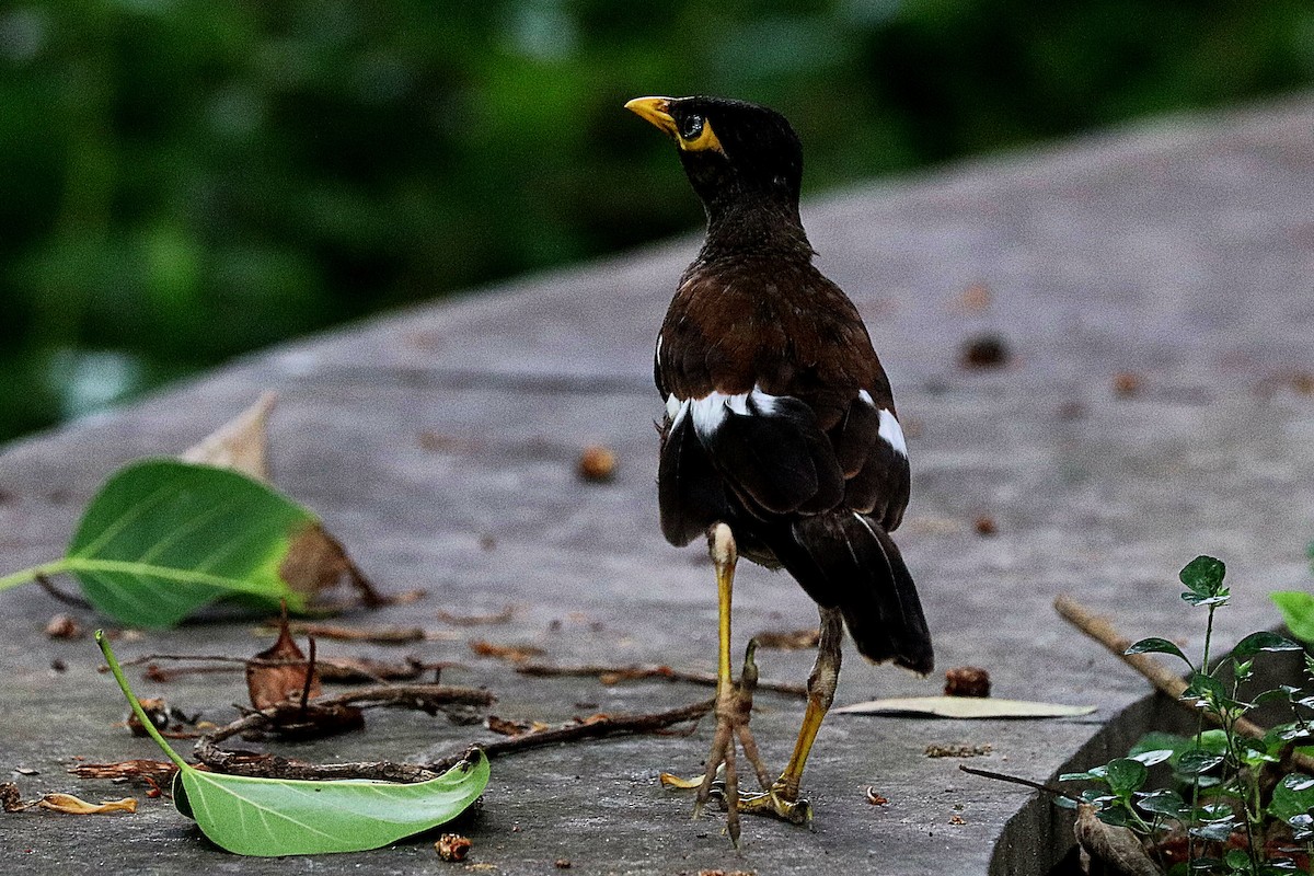 majna obecná - ML637499269