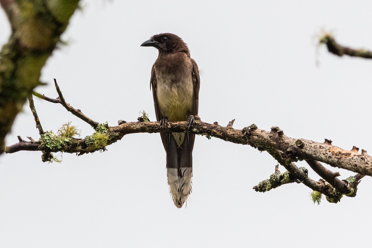 Brown Jay - ML637499279