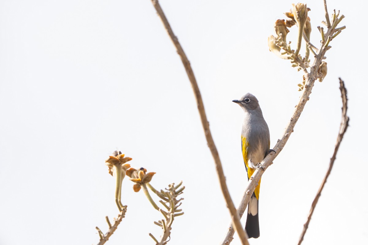 Gray Silky-flycatcher - ML637499308