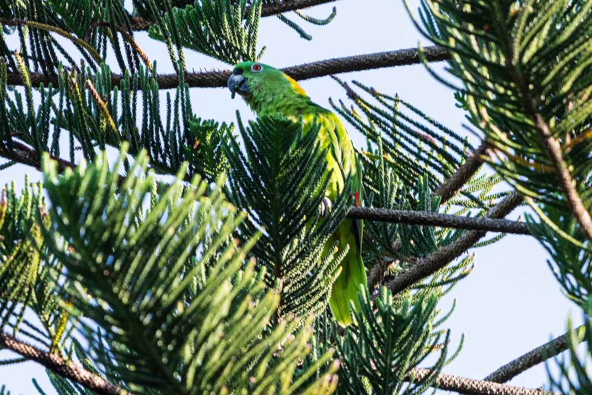 Yellow-naped Amazon - ML637499343