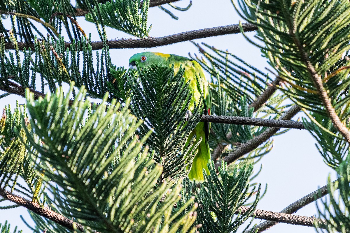 Yellow-naped Amazon - ML637499344