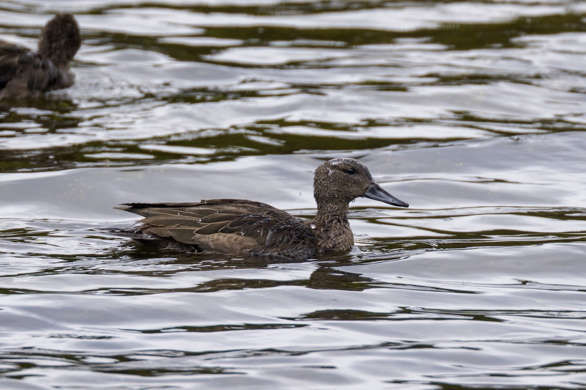 Andean Teal - ML637499382
