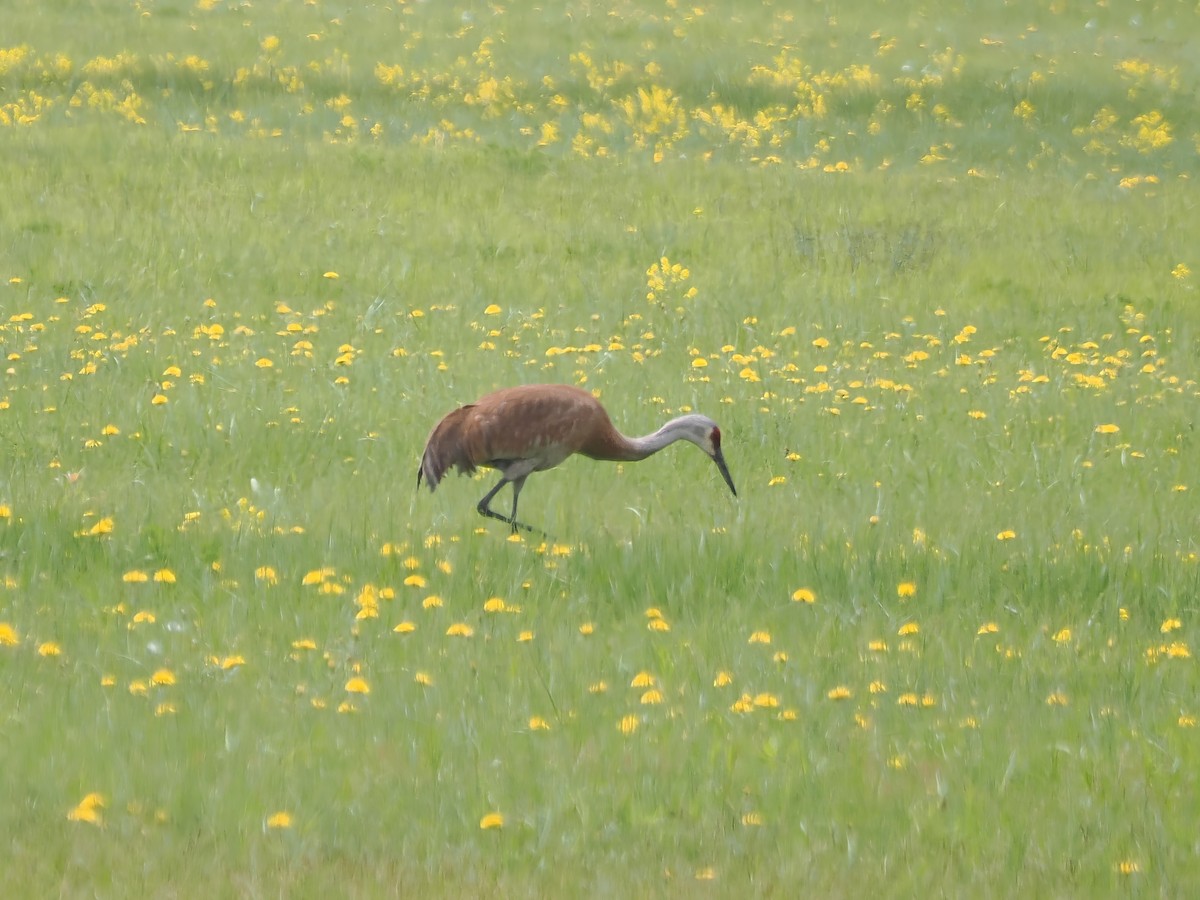 Орог тогоруу - ML637499385