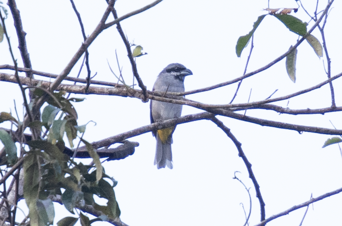 Yellow-shouldered Grosbeak - ML637499414