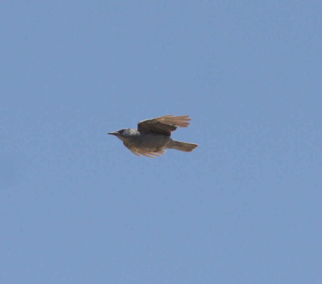 Pinyon Jay - ML637499415