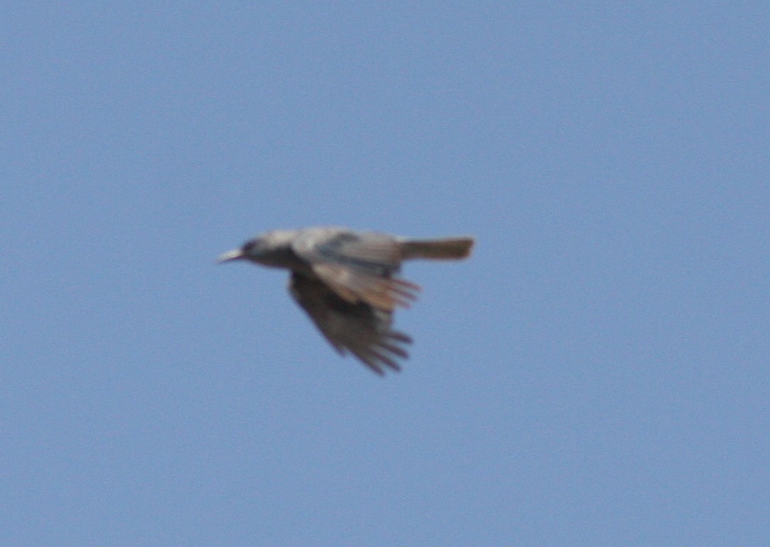 Pinyon Jay - ML637499417