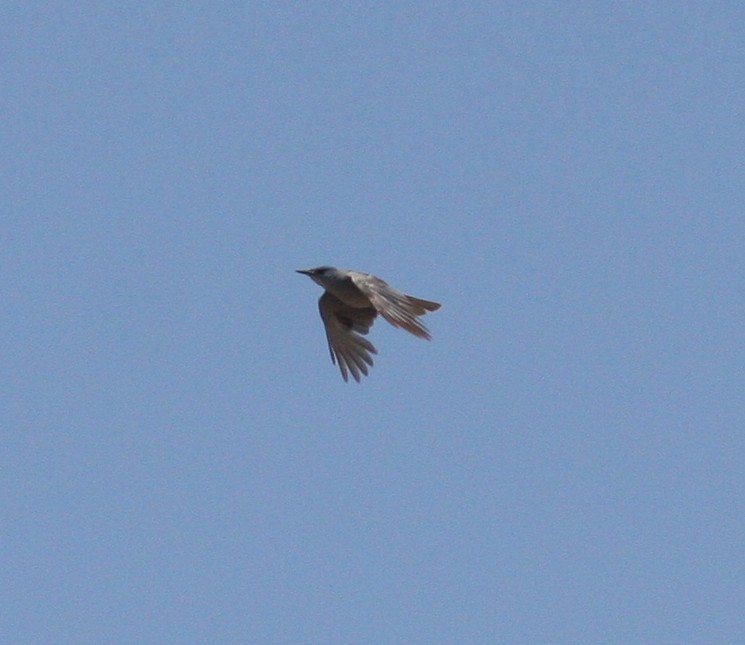 Pinyon Jay - ML637499418