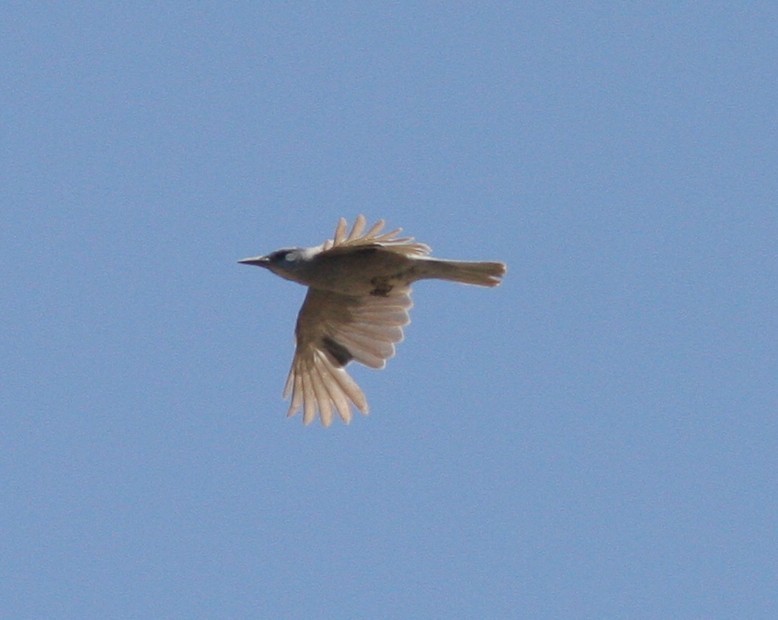Pinyon Jay - ML637499419