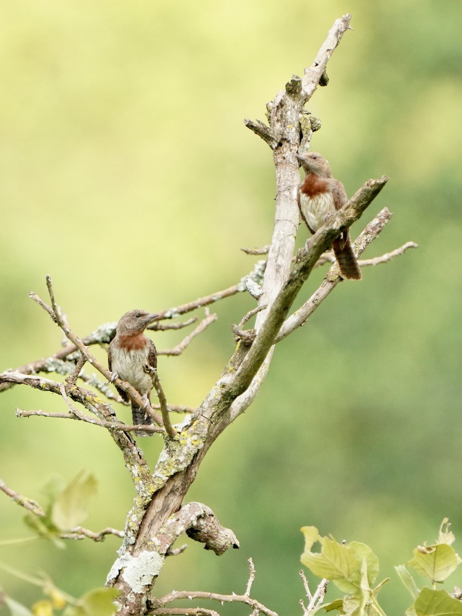 Red-throated Wryneck - ML637499423