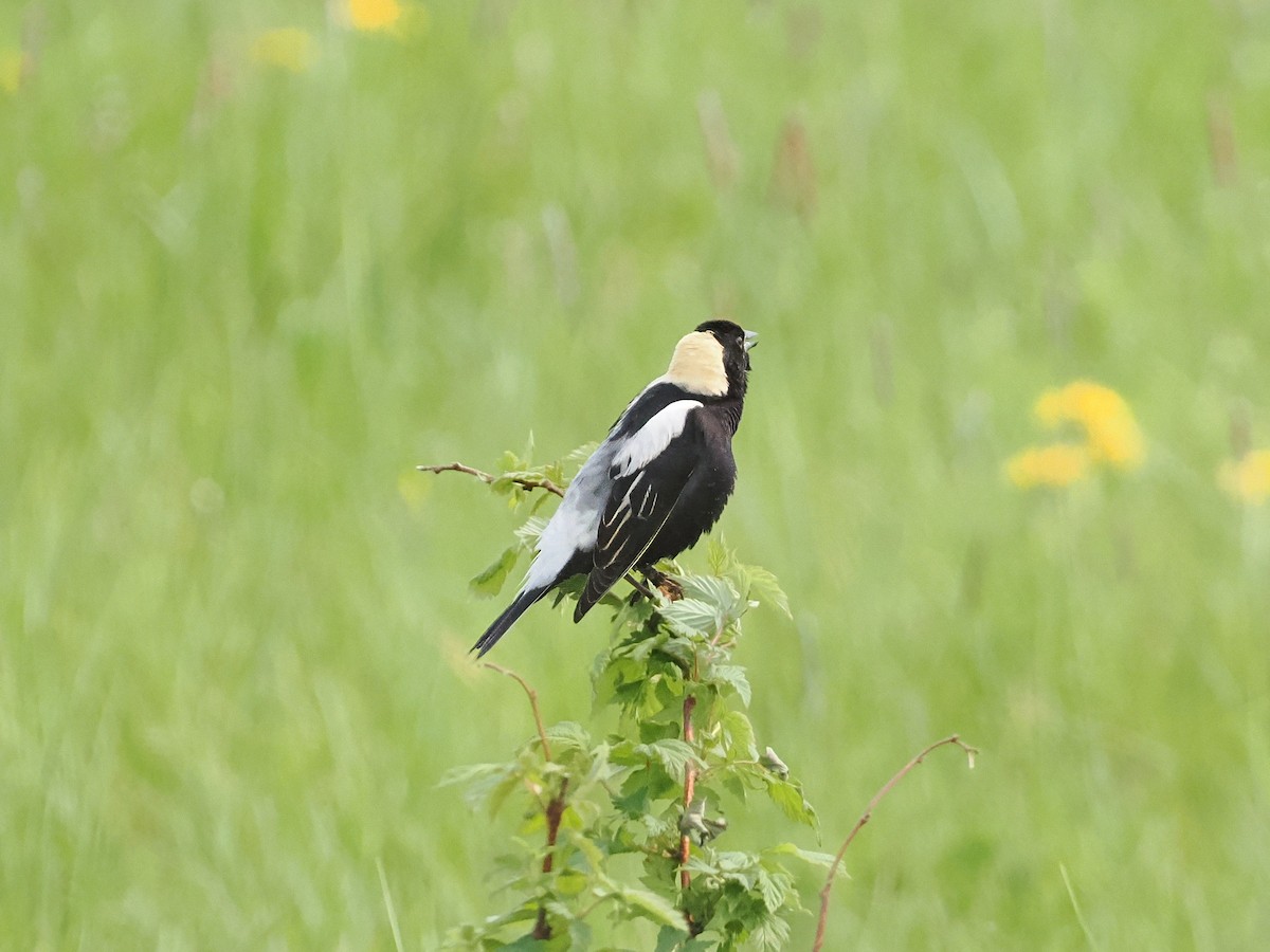 Bobolink - ML637499424