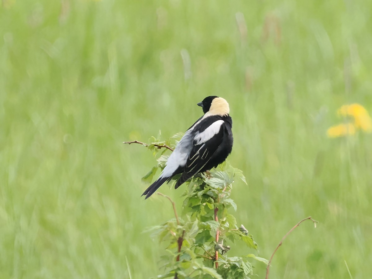 Bobolink - ML637499425