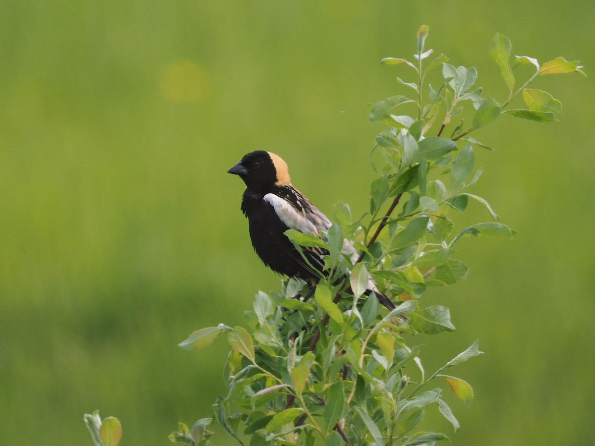 Bobolink - ML637499427