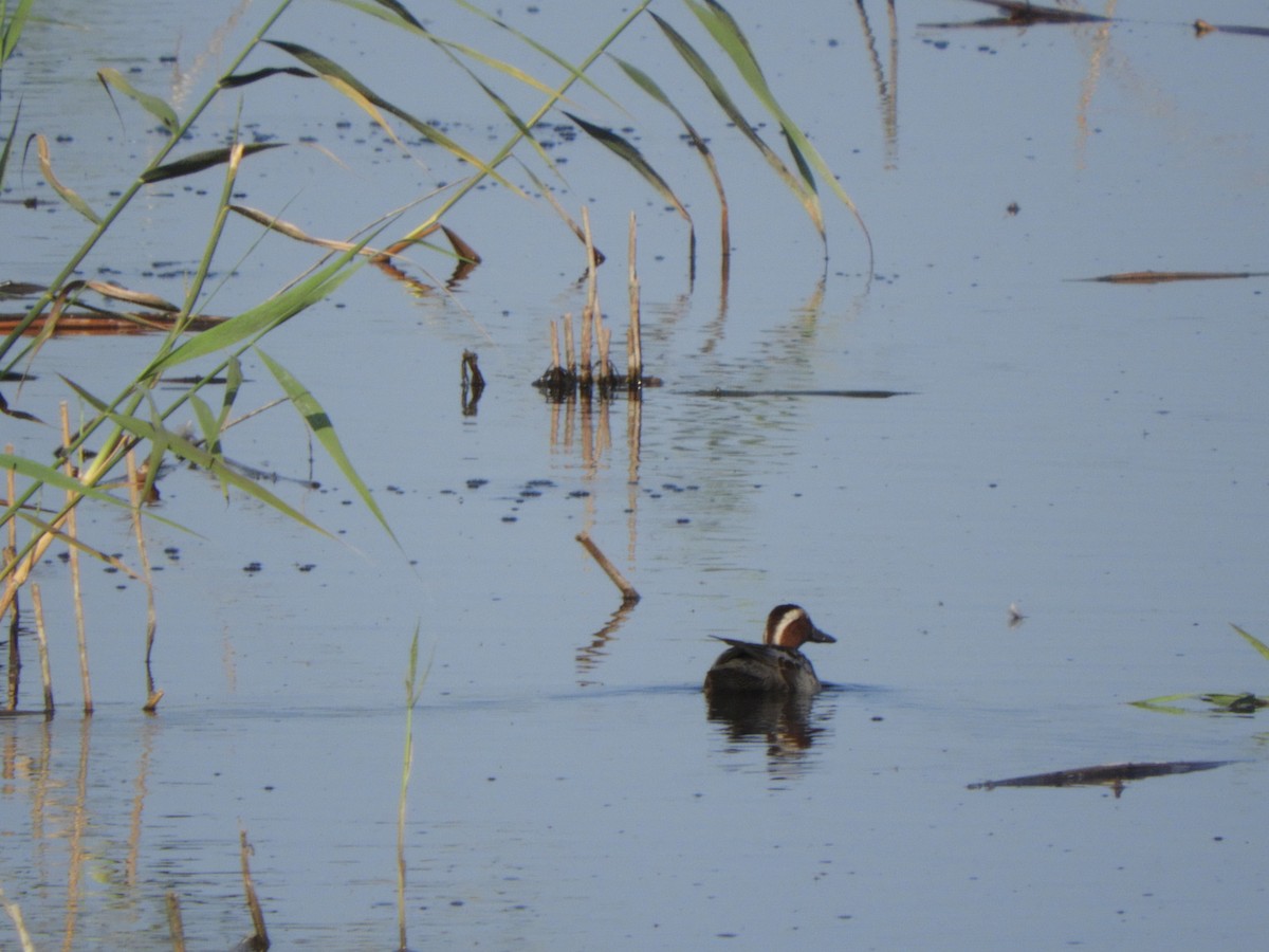 Garganey - ML637499451