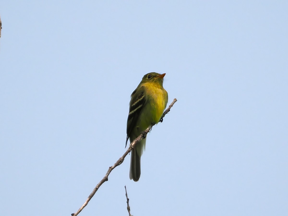 Yellow-bellied Flycatcher - ML637499476