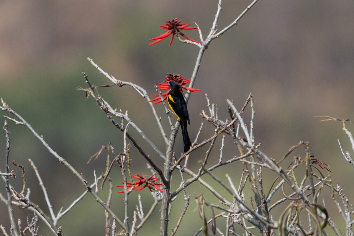 Black-vented Oriole - ML637499534