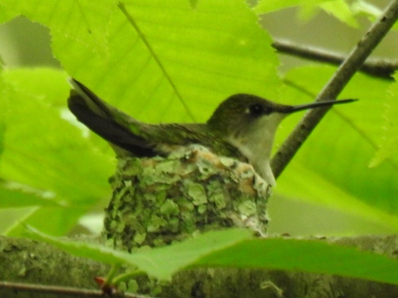 kalypta rubínohrdlá - ML637499555