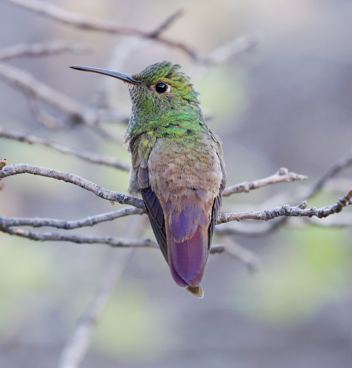 Berylline Hummingbird - ML637499581