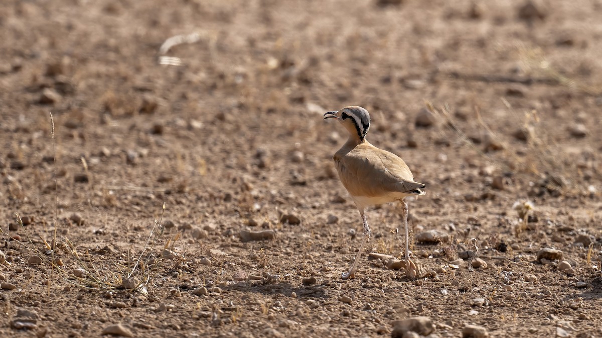 Cream-colored Courser - ML637499602