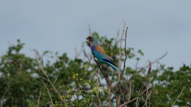 Lilac-breasted Roller - ML637499605