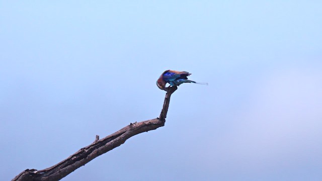 Lilac-breasted Roller - ML637499608