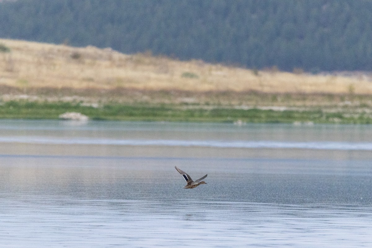 Garganey - ML637499782
