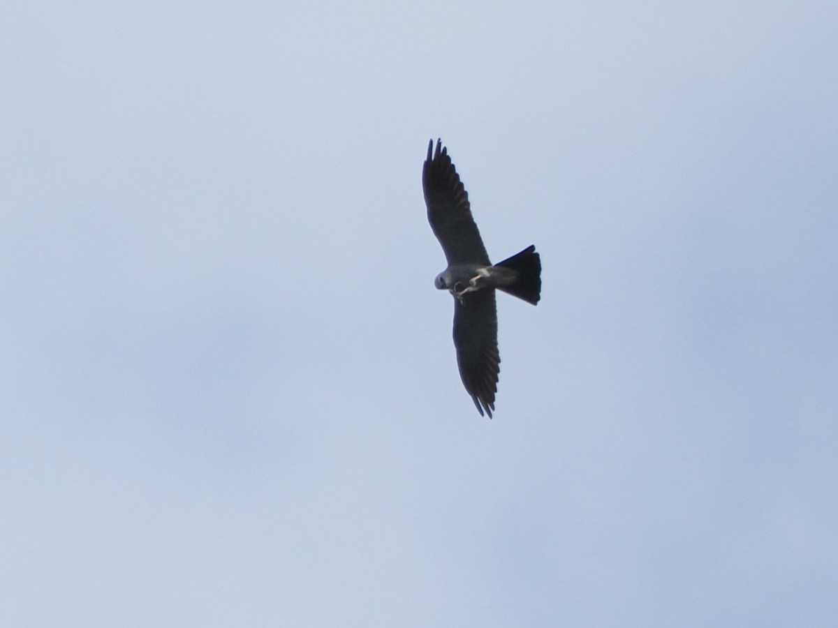 Mississippi Kite - ML637499825